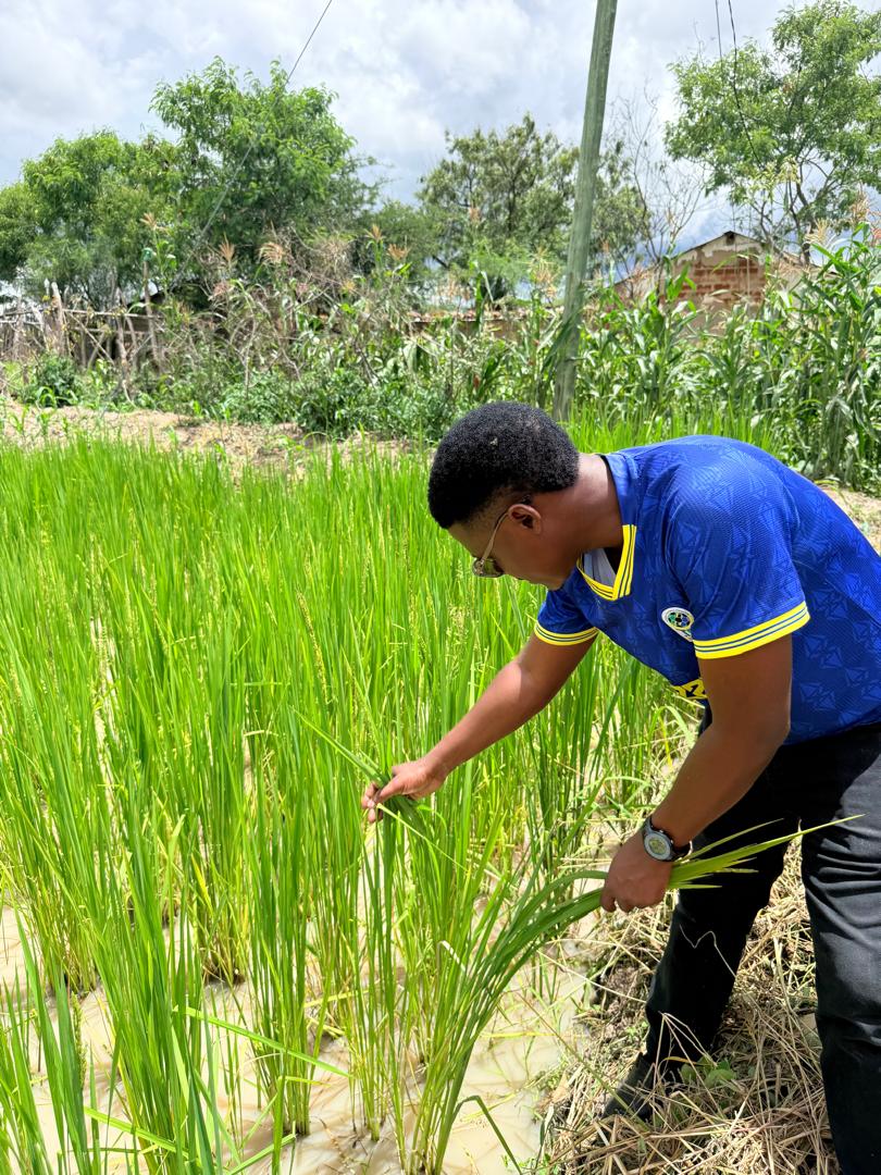 Fresh vegetables produced by Nkanji Group
