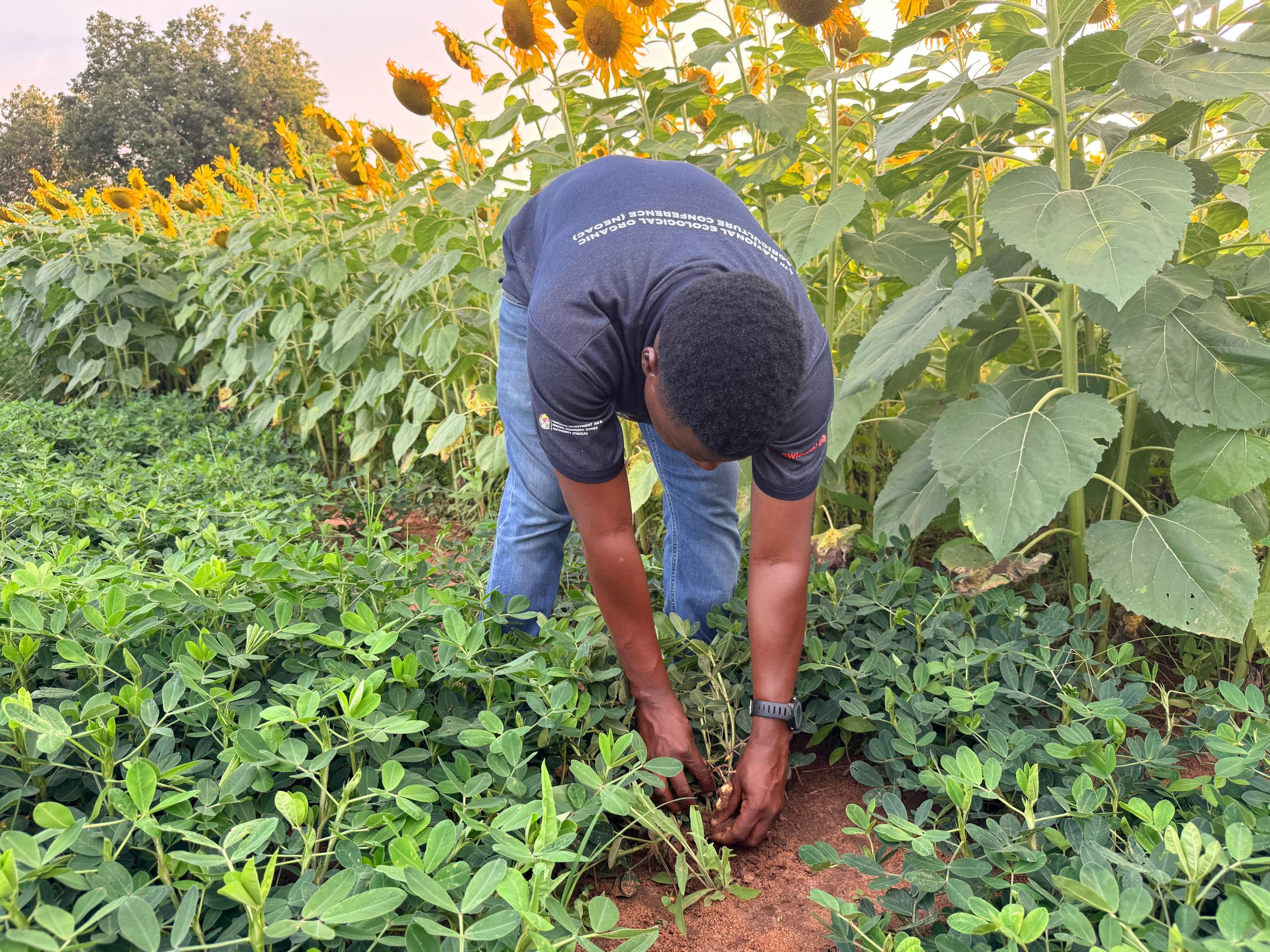 Nkanji Group Agribusiness